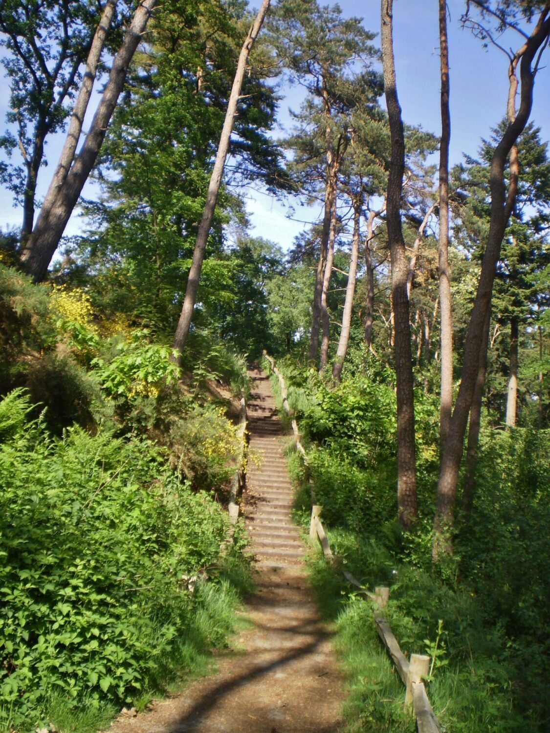 Scheppingswandeling Driebergen