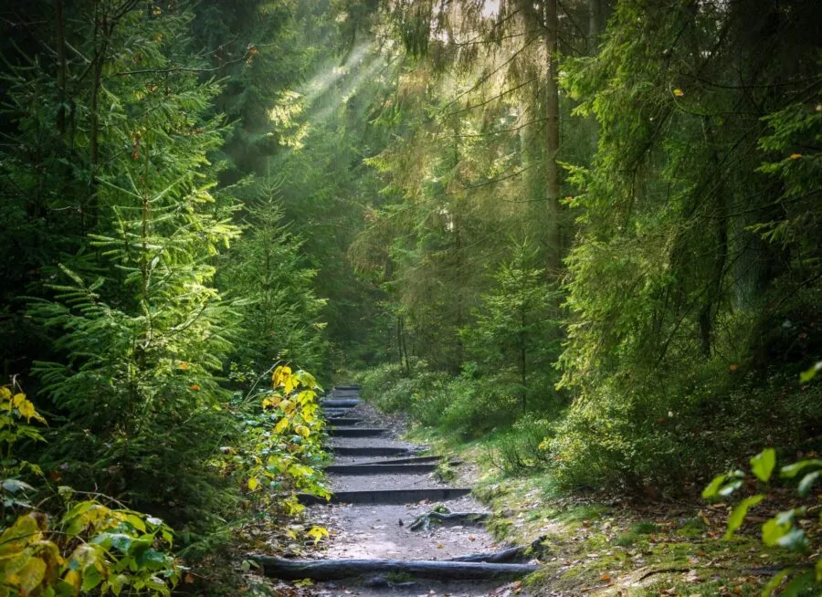 bomen bos weg zonlicht