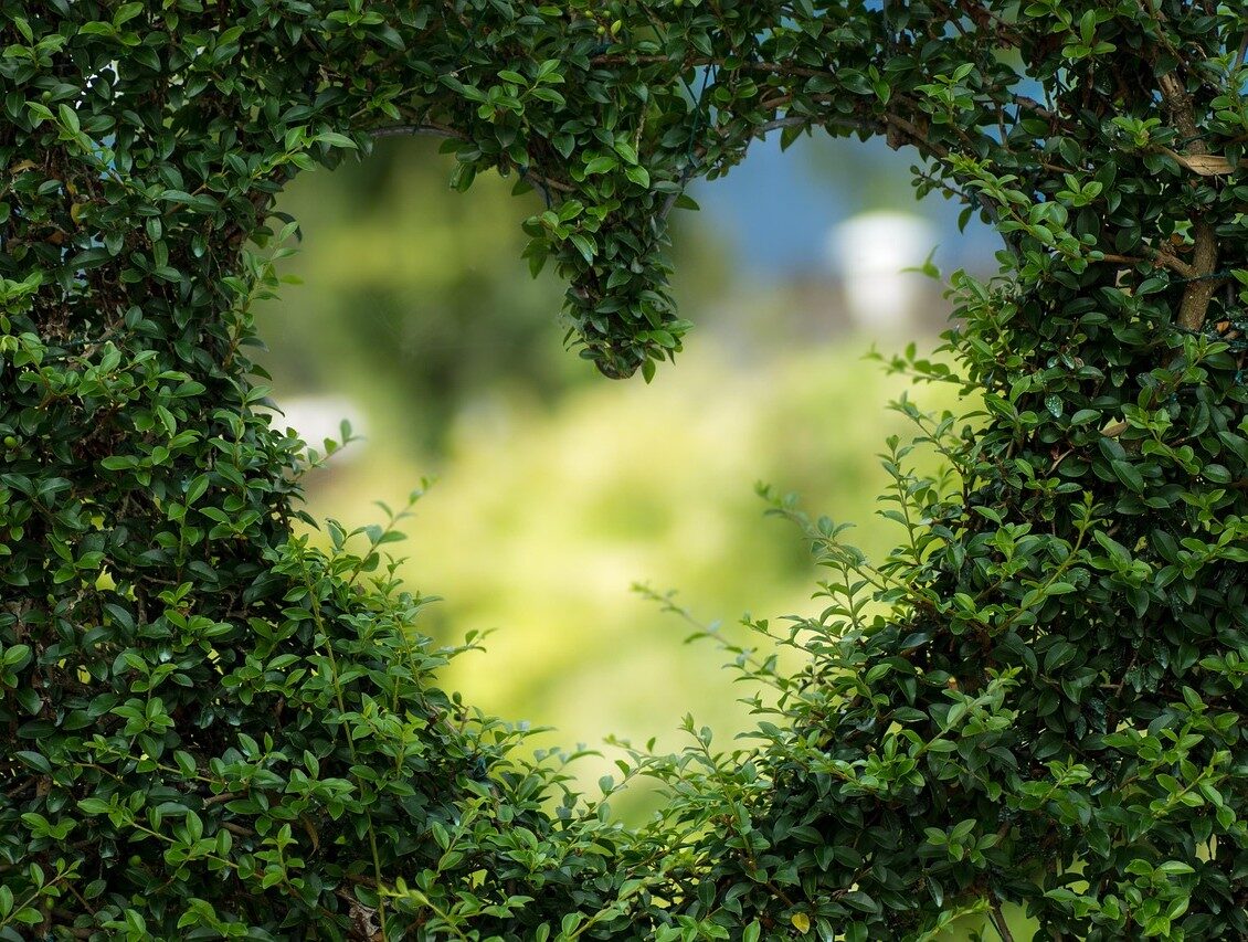 hart valentijnsdag groen natuur
