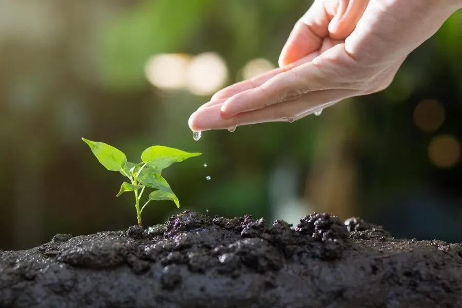 soil 8080788 1280