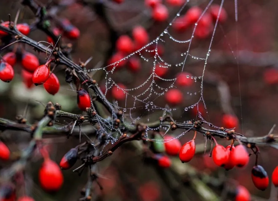 spinnenweb druppel dauw herfst