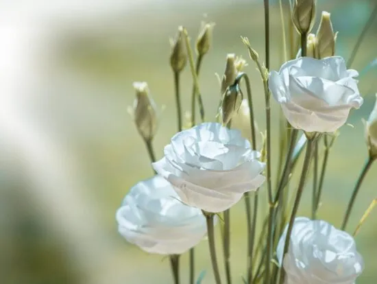 witte bloemen