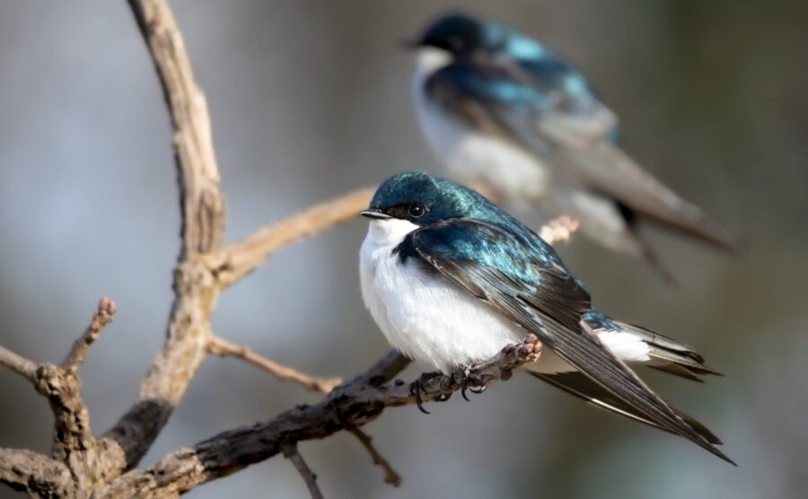 zwaluw terski tree swallows 8062157